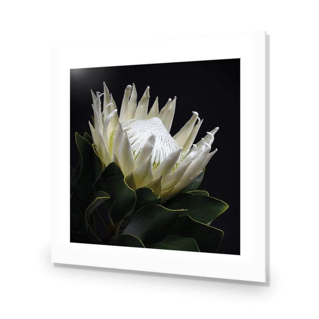 Protea in Darkness (Square) - Wall Art Designs - AU_1097_AS_Q WAD_AP - 030 - MAT_37x37_NONE