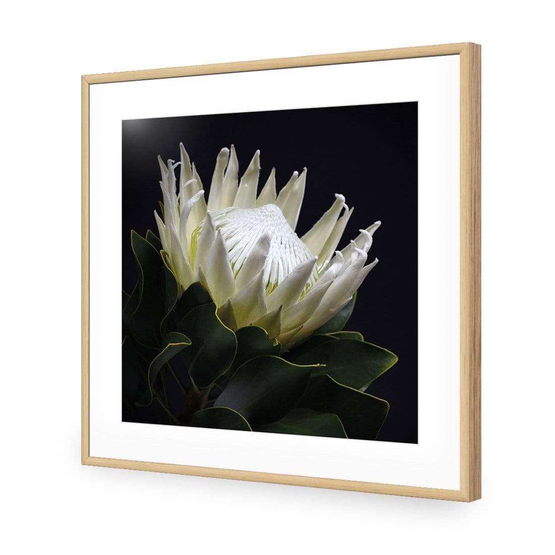 Protea in Darkness (Square) - Wall Art Designs - AU_1097_AS_Q WAD_AP - 030 - MAT_37x37_S - 2538 - OAK