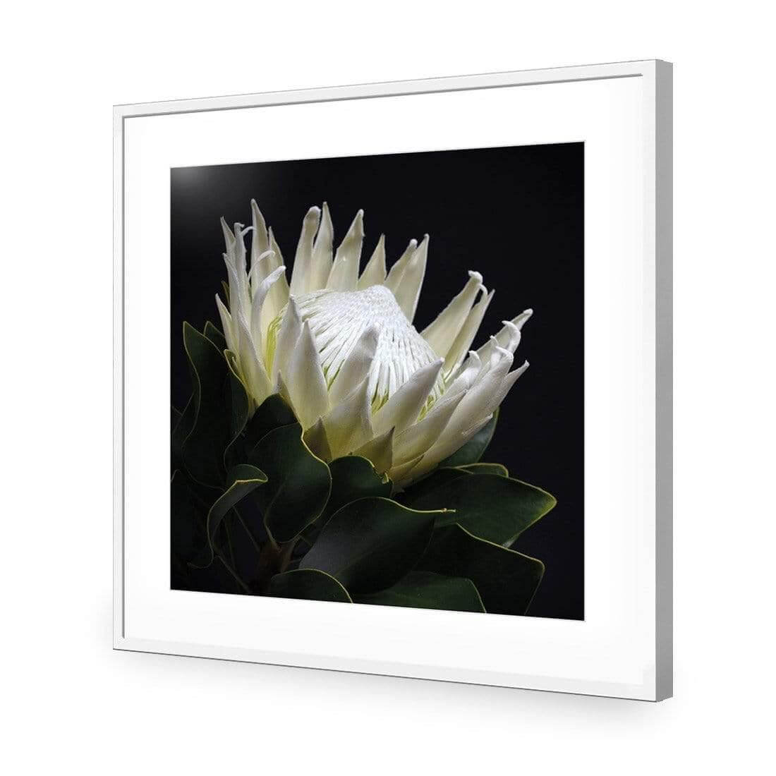 Protea in Darkness (Square) - Wall Art Designs - AU_1097_AS_Q WAD_AP - 030 - MAT_37x37_S - 2538 - WHT