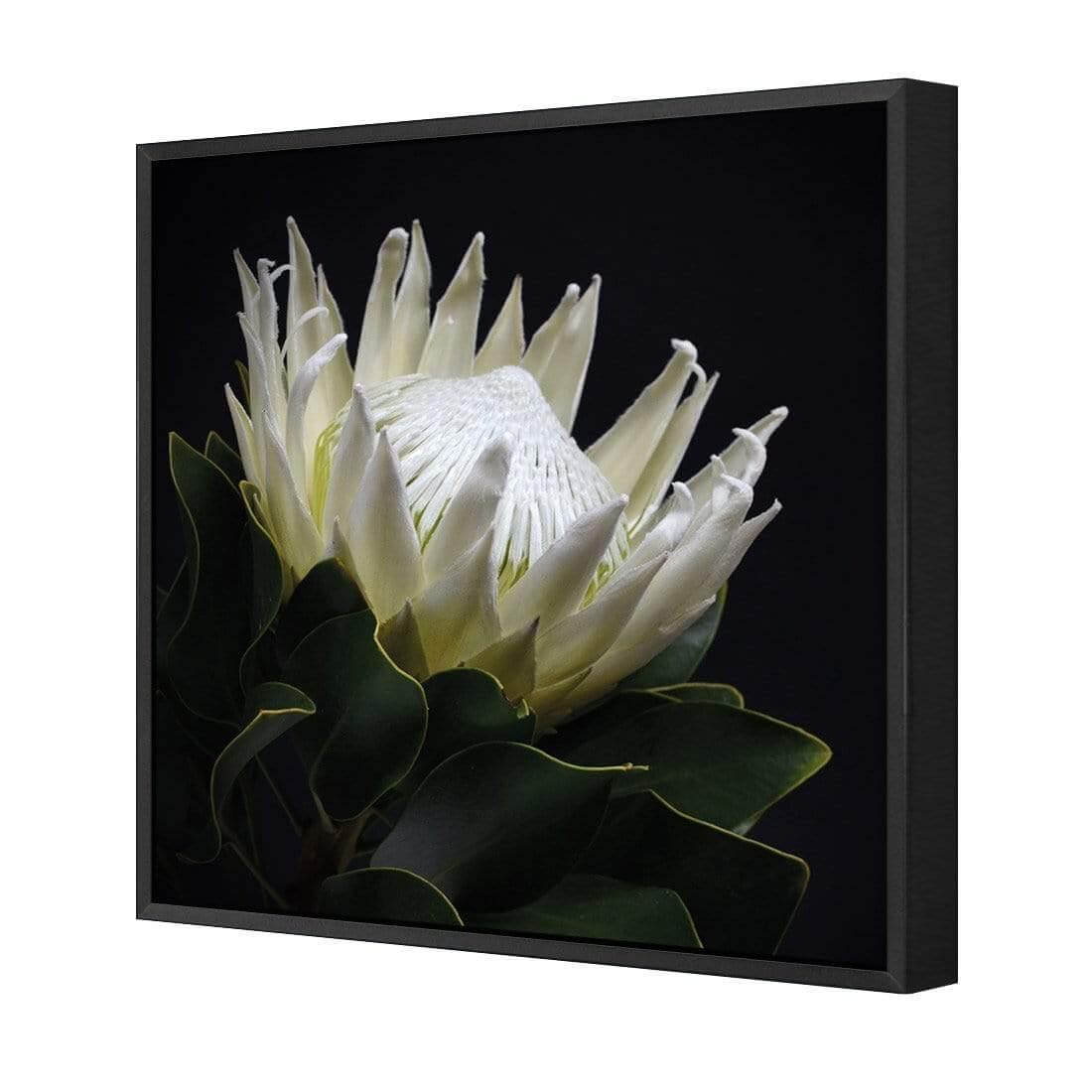 Protea in Darkness (Square) - Wall Art Designs - AU_1097_AS_Q WAD_CP - MPY - 260 - M - S - S_37x37_S - 1550 - BLK