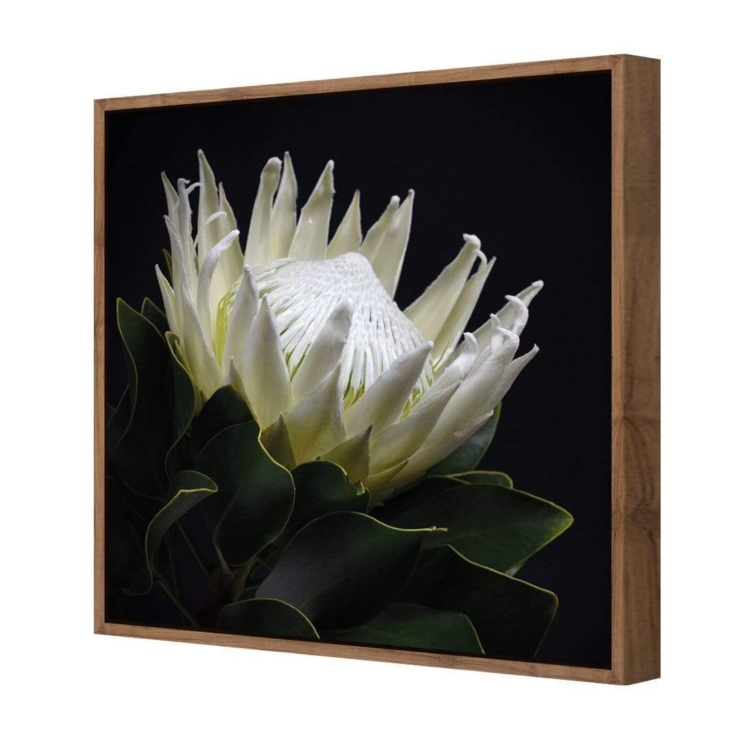 Protea in Darkness (Square) - Wall Art Designs - AU_1097_AS_Q WAD_CP - MPY - 260 - M - S - S_37x37_S - 1550 - NAT