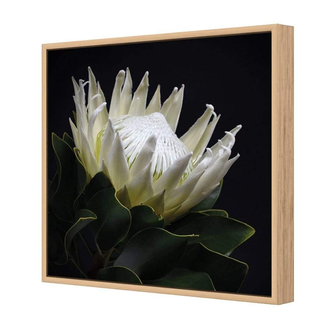 Protea in Darkness (Square) - Wall Art Designs - AU_1097_AS_Q WAD_CP - MPY - 260 - M - S - S_37x37_S - 1550 - OAK