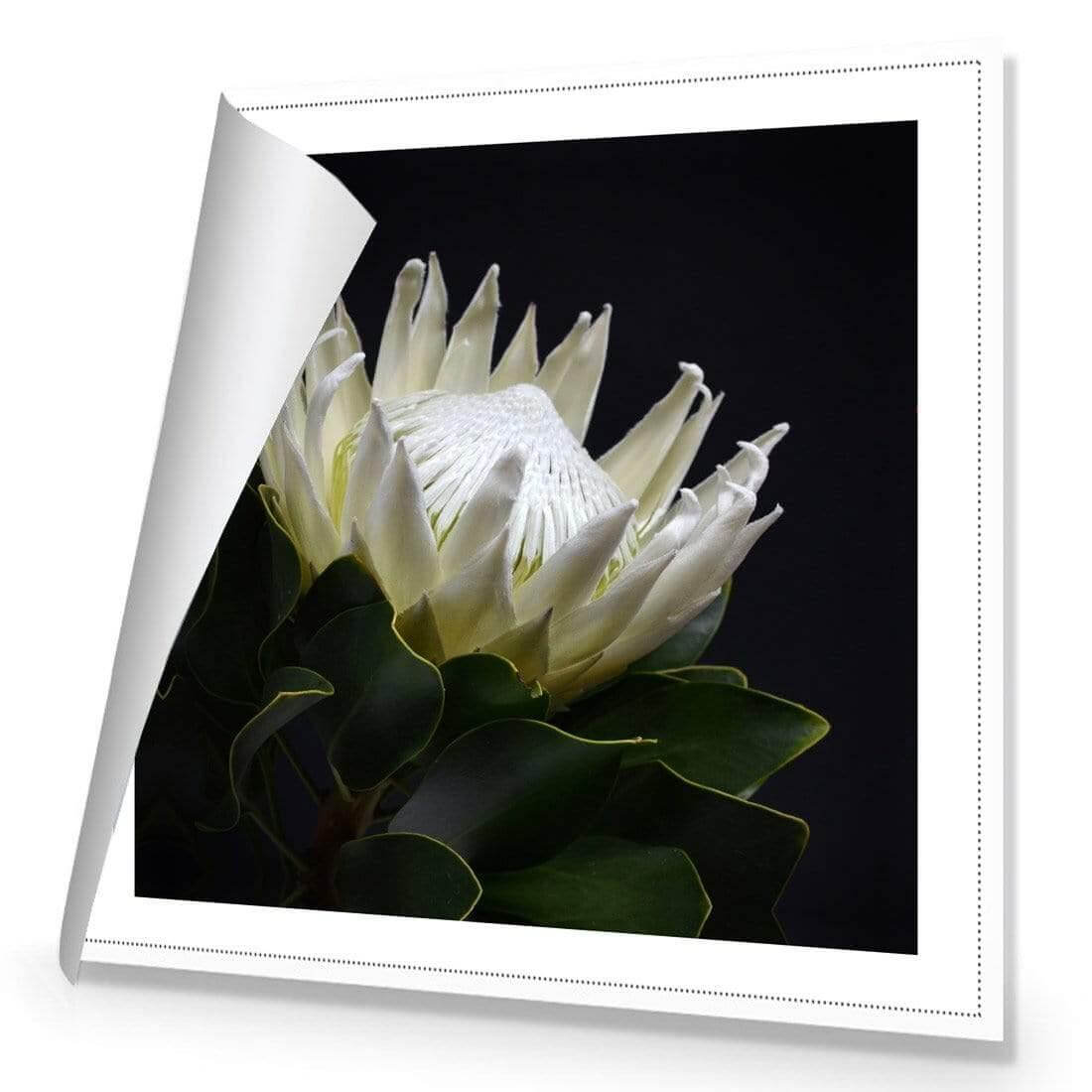 Protea in Darkness (Square) - Wall Art Designs - AU_1097_AS_Q WAD_CP - MPY - 260 - M - R_37x37_NONE