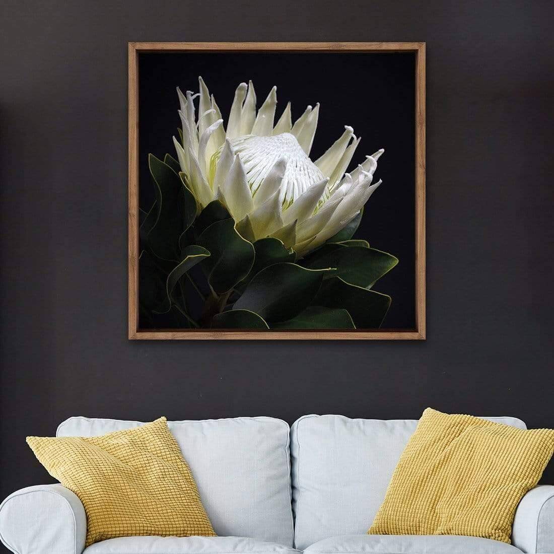 Protea in Darkness (Square) - Wall Art Designs - AU_1097_AS_Q WAD_CP - MPY - 260 - M - S - S_37x37_NONE