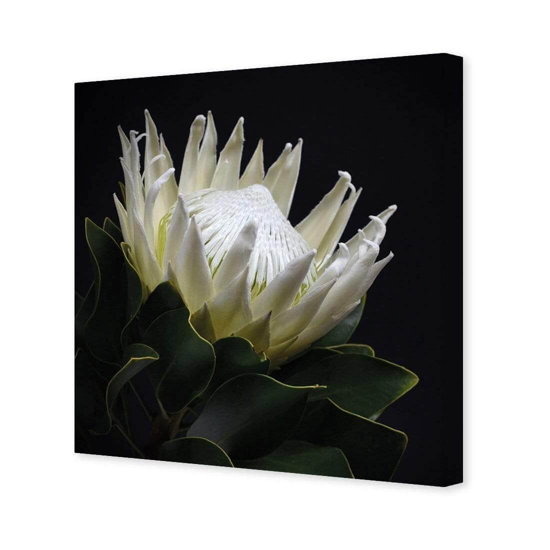 Protea in Darkness (Square) - Wall Art Designs - AU_1097_AS_Q WAD_CP - MPY - 260 - M - S - S_37x37_NONE