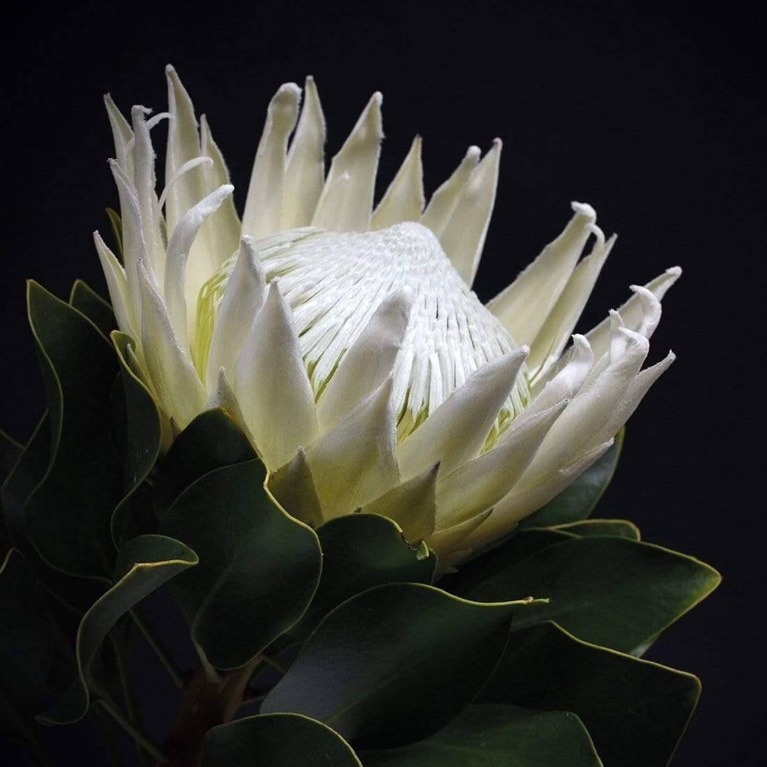 Protea in Darkness (Square) - Wall Art Designs - AU_1097_AS_Q WAD_CP - MPY - 260 - M - S - S_37x37_NONE