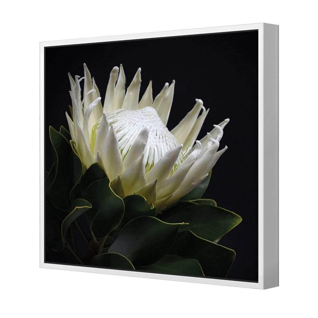 Protea in Darkness (Square) - Wall Art Designs - AU_1097_AS_Q WAD_CP - MPY - 260 - M - S - S_37x37_S - 1550 - WHT