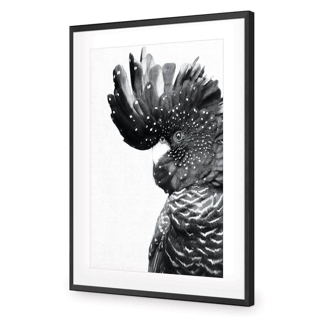 Proud Black Cocky, Black and White - Wall Art Designs - AU_1042_BR_V WAD_AP - 030 - MAT_45x30_S - 2538 - BLK