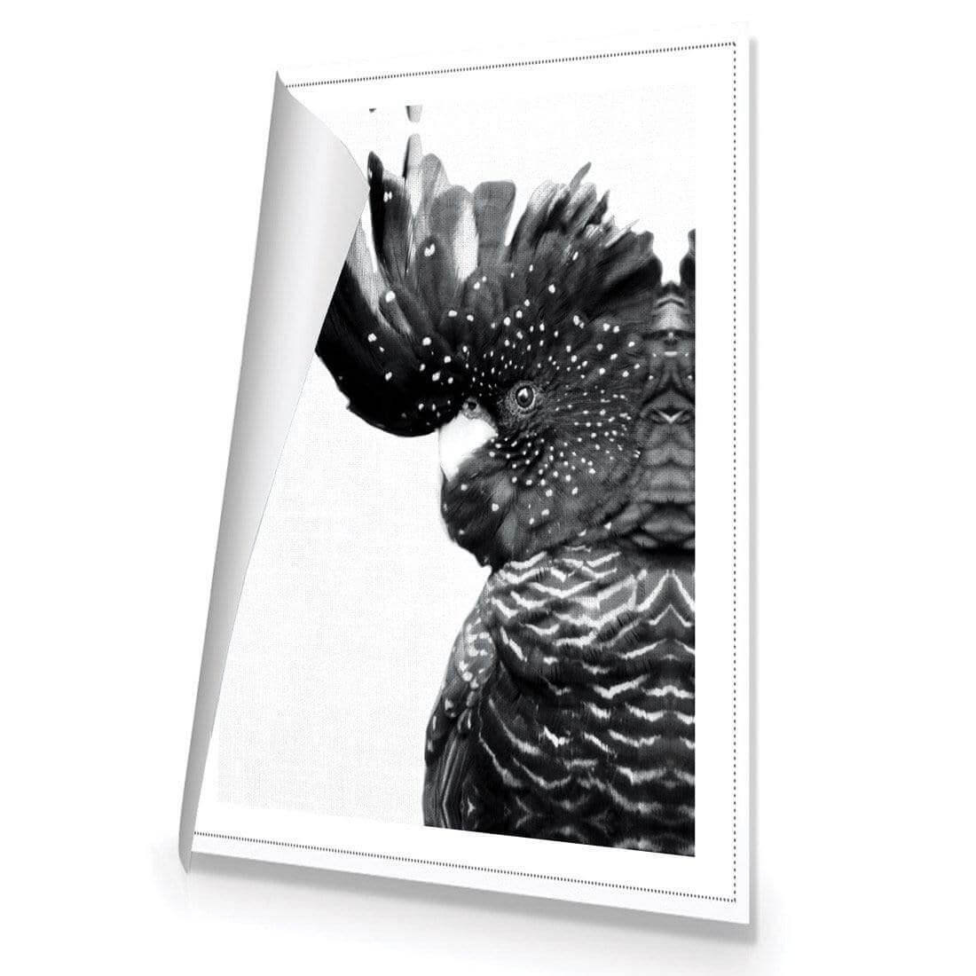 Proud Black Cocky, Black and White - Wall Art Designs - AU_1042_BR_V WAD_CP - MPY - 260 - M - R_45x30_NONE