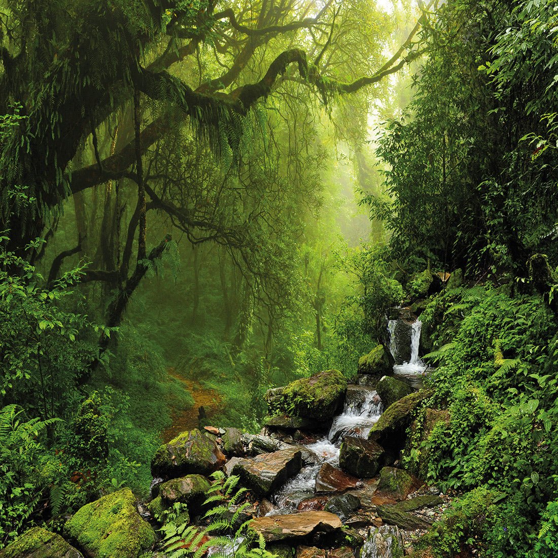 Romantic Rainforest (square) - Wall Art Designs - 153_AS_Q WAD_CP - MPY - 260 - M - S - S_37x37_NONE