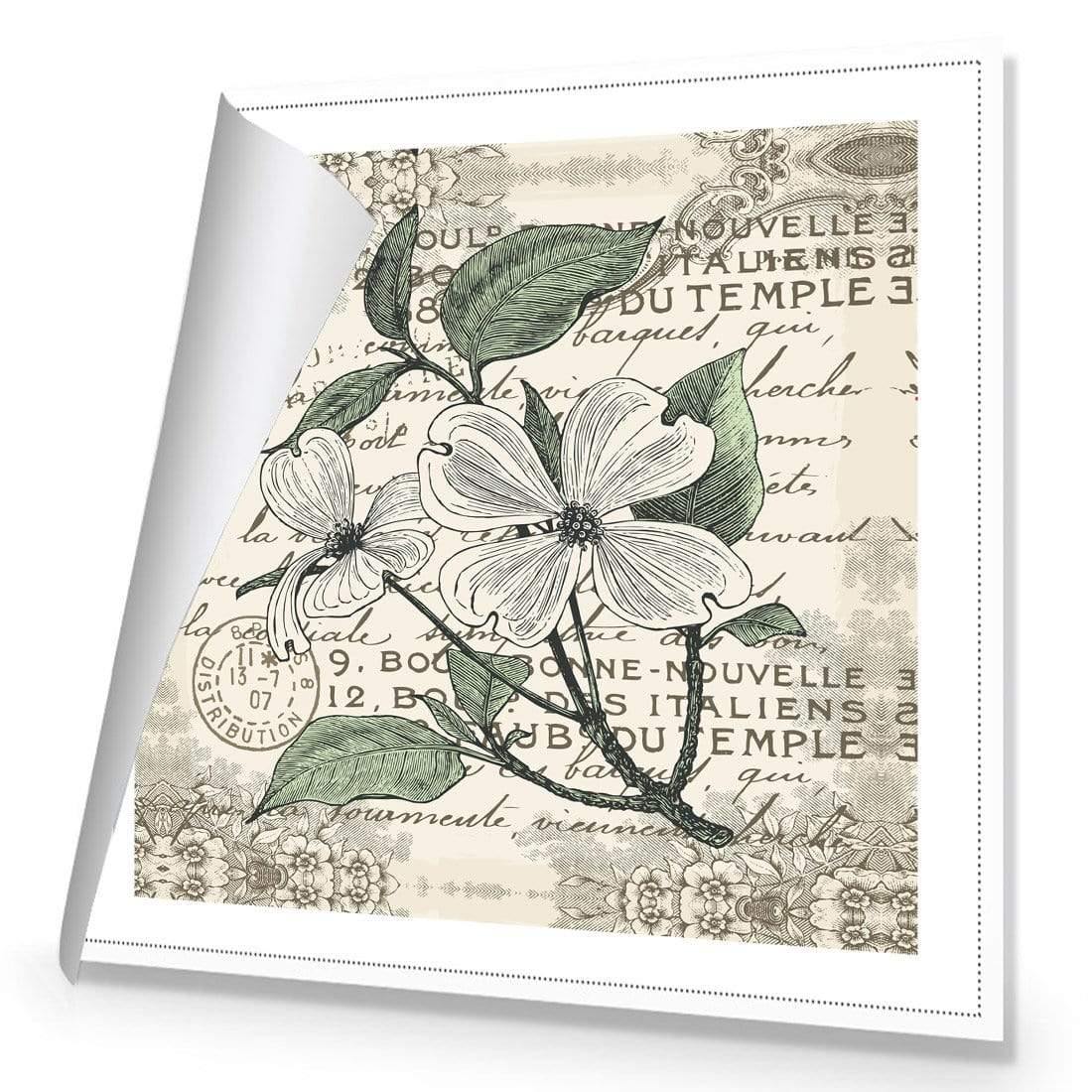 Shabby Chic Flower 8 - Wall Art Designs - 3234_AS_Q WAD_CP - MPY - 260 - M - R_37x37_NONE