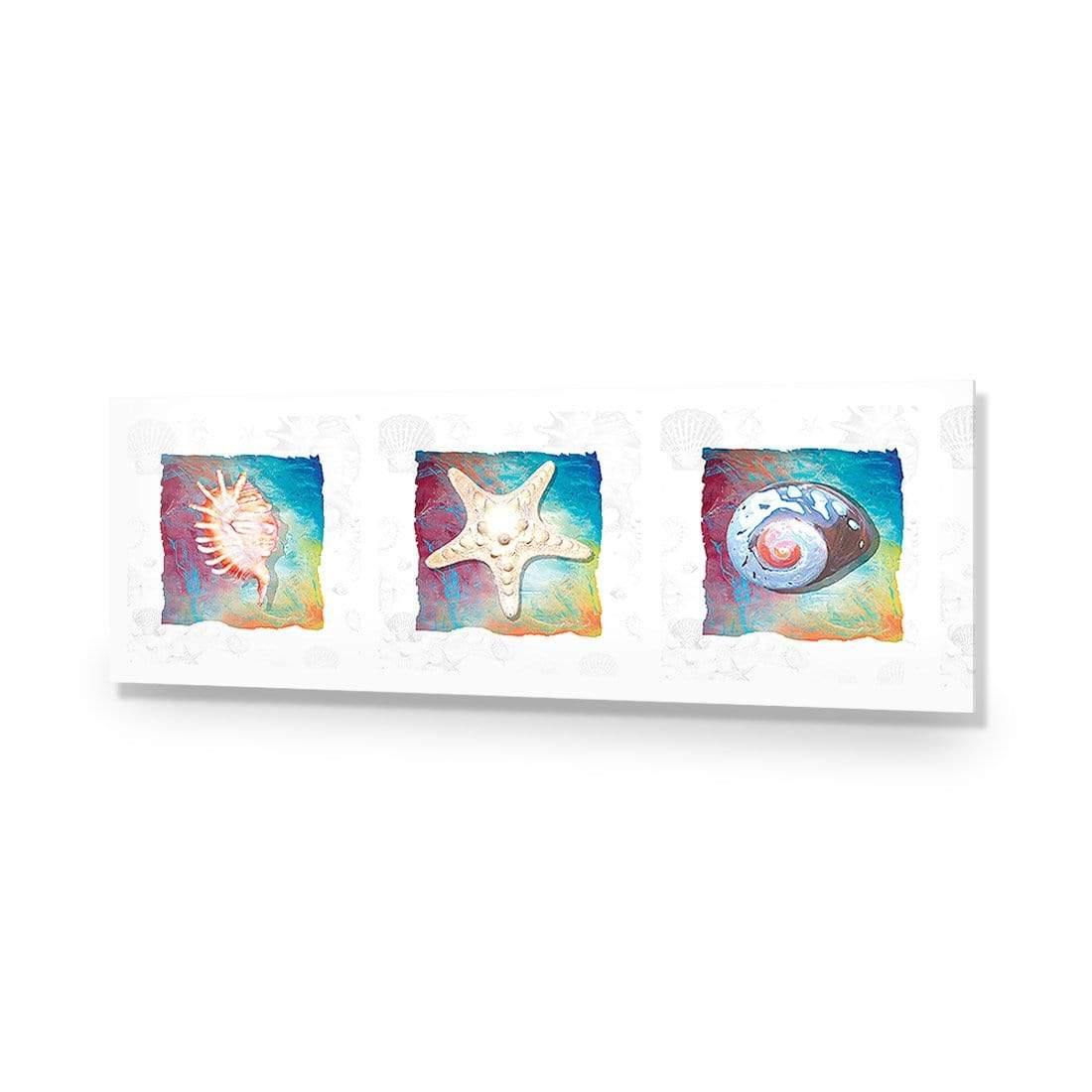 Shell Montage - Wall Art Designs - 1411_AL_H WAD_AP - 030 - EDG_90x30_NONE