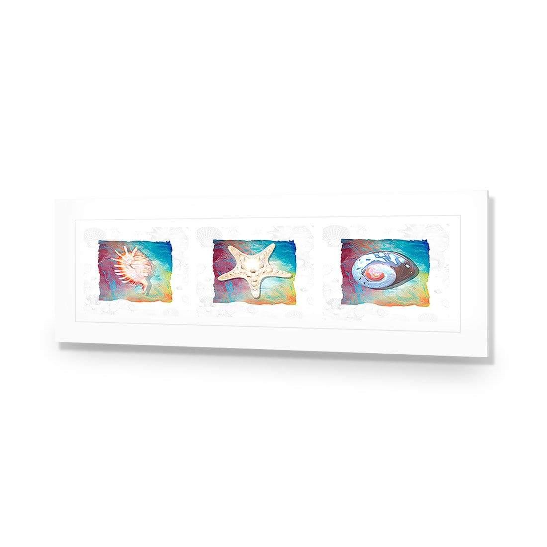 Shell Montage - Wall Art Designs - 1411_AL_H WAD_AP - 030 - MAT_90x30_NONE