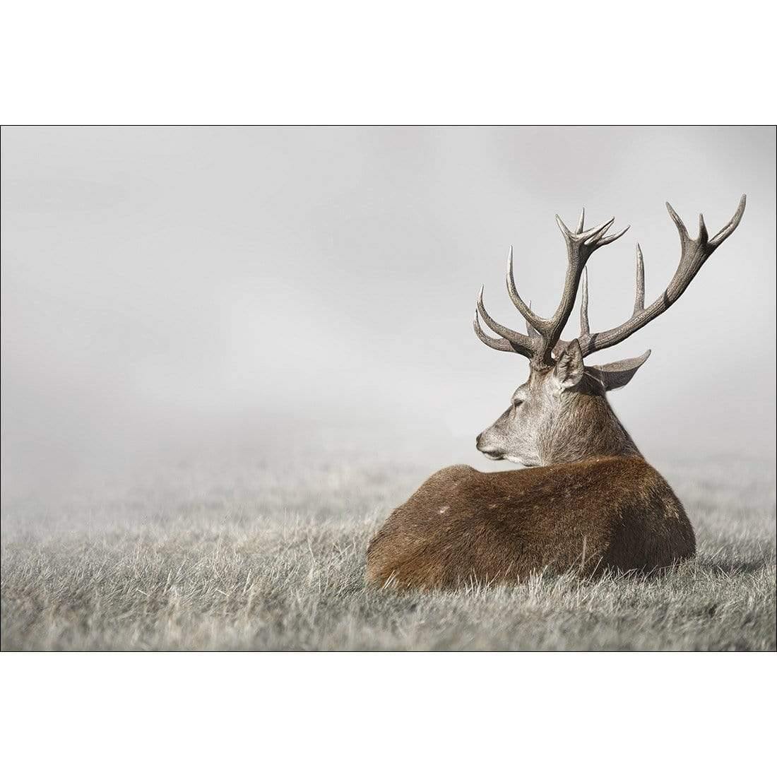 Stag in Lightness - Wall Art Designs - 3752_AR_H WAD_CP - MPY - 260 - M - S - S_45x30_NONE