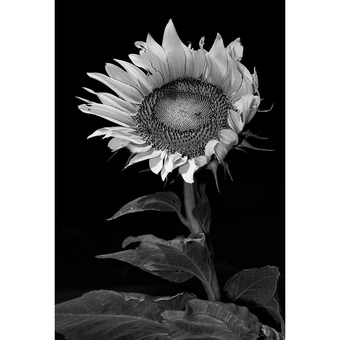 Stunning Sunflower - Wall Art Designs - 3077_AR_V WAD_CP - MPY - 260 - M - S - S_45x30_NONE