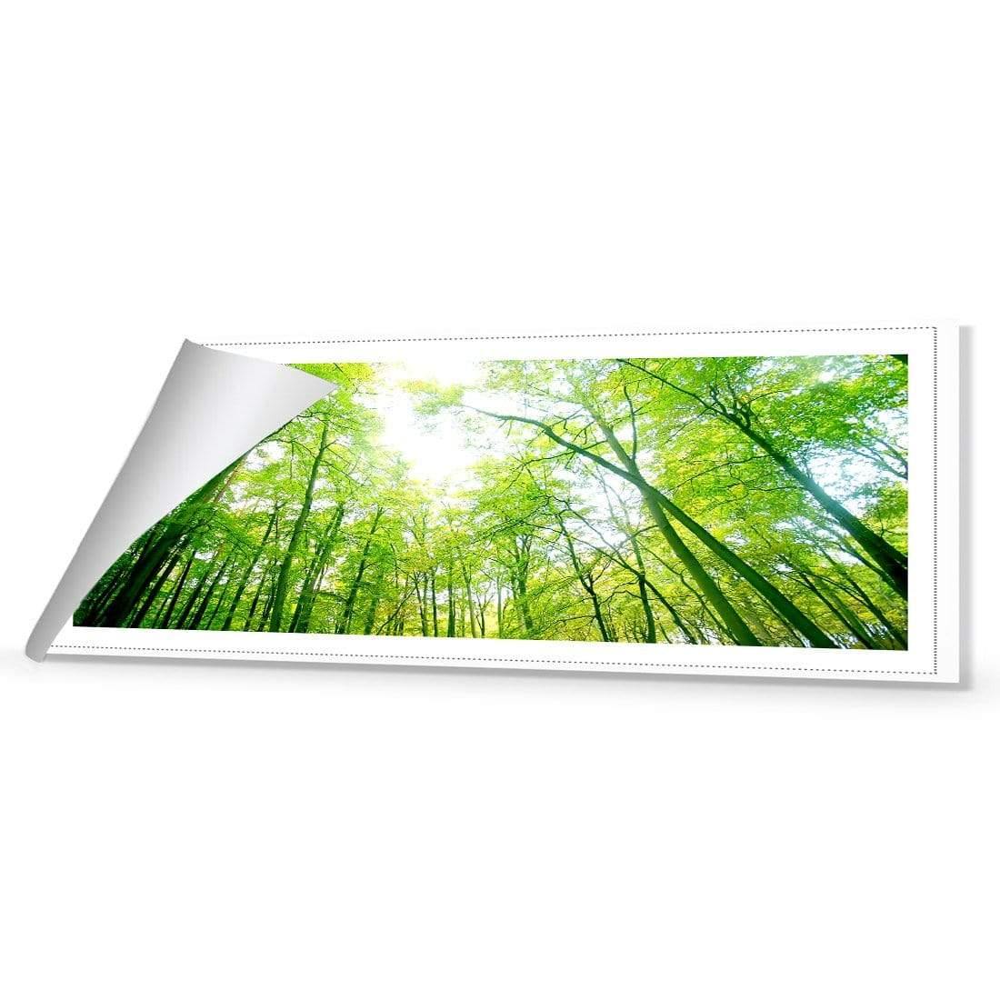 Sun Through Trees (Long) - Wall Art Designs - 898_AL_H WAD_CP - MPY - 260 - M - R_60x20_NONE