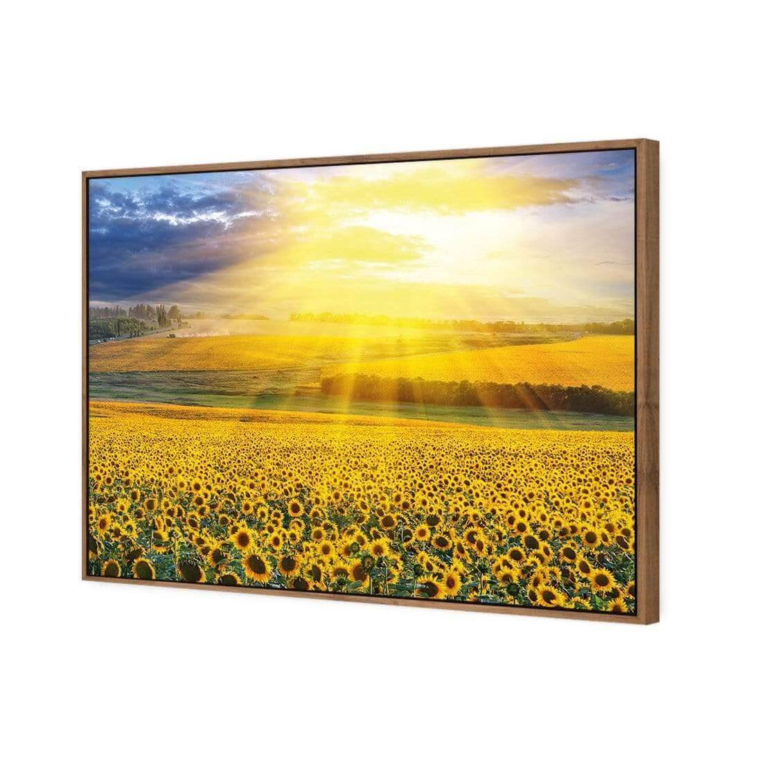 Sunflower Shine - Wall Art Designs - 3741_AR_H WAD_CP - MPY - 260 - M - S - S_45x30_S - 1550 - NAT