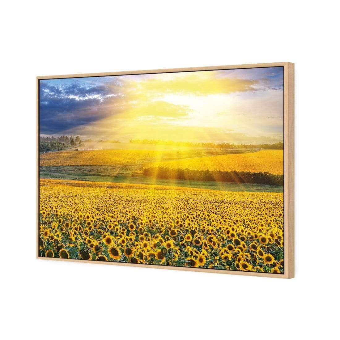 Sunflower Shine - Wall Art Designs - 3741_AR_H WAD_CP - MPY - 260 - M - S - S_45x30_S - 1550 - OAK