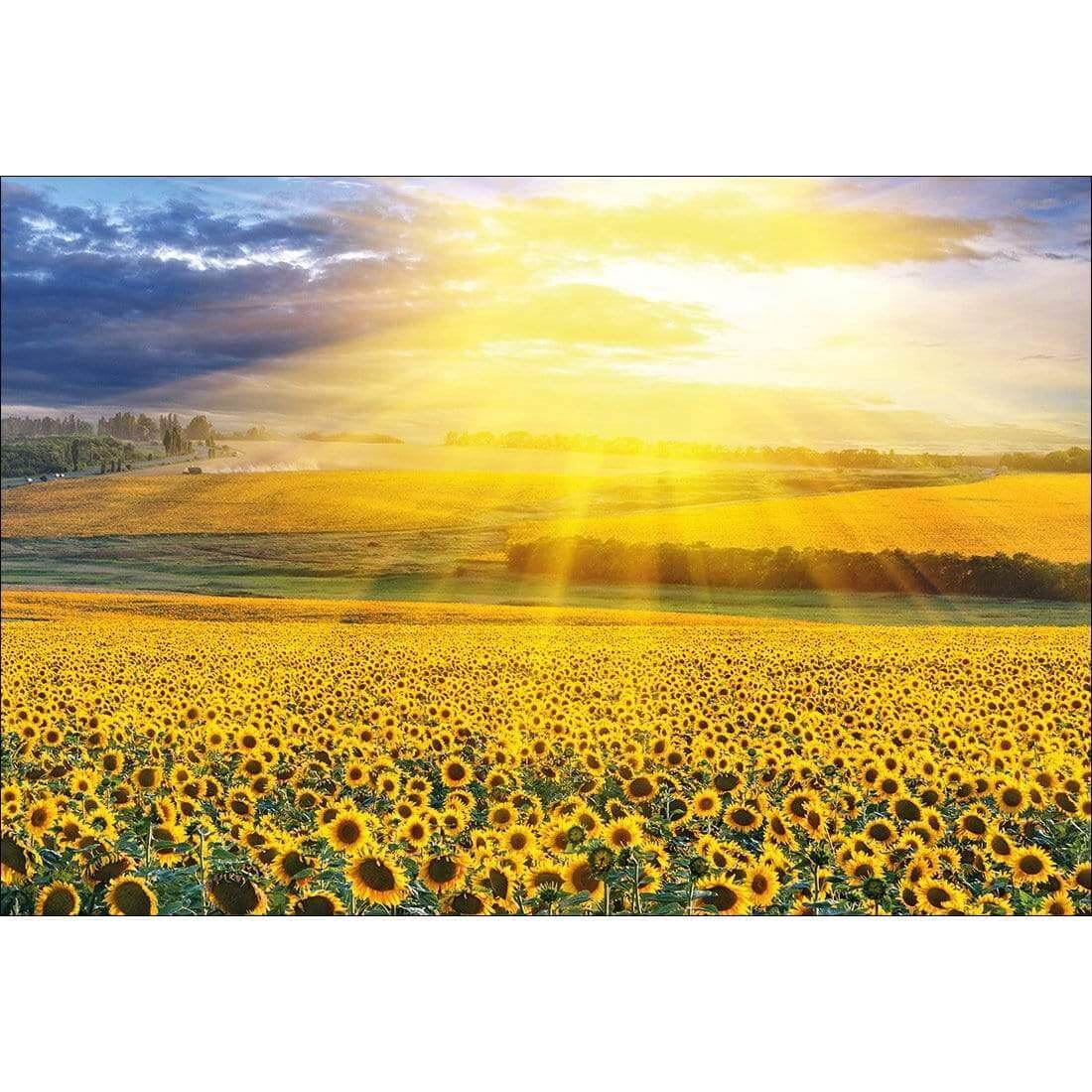 Sunflower Shine - Wall Art Designs - 3741_AR_H WAD_CP - MPY - 260 - M - S - S_45x30_NONE