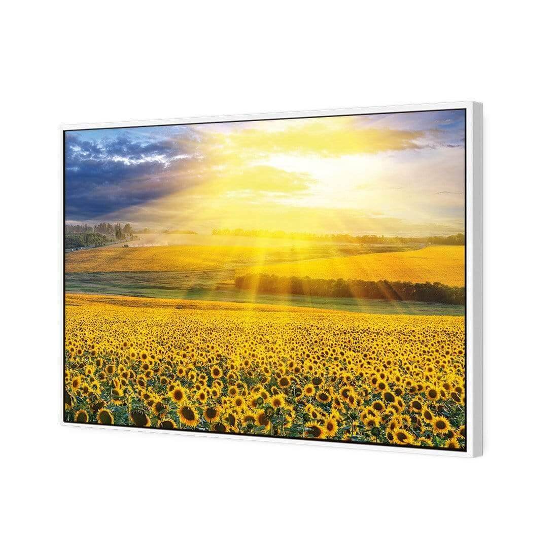 Sunflower Shine - Wall Art Designs - 3741_AR_H WAD_CP - MPY - 260 - M - S - S_45x30_S - 1550 - WHT