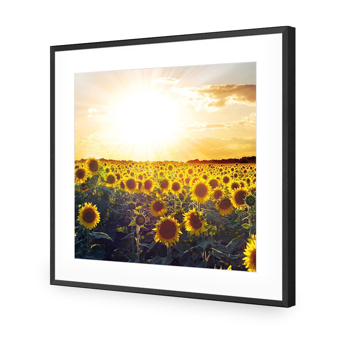 Sunflowers at Sunset (square) - Wall Art Designs - 1223_AS_Q WAD_AP - 030 - MAT_37x37_S - 2538 - BLK