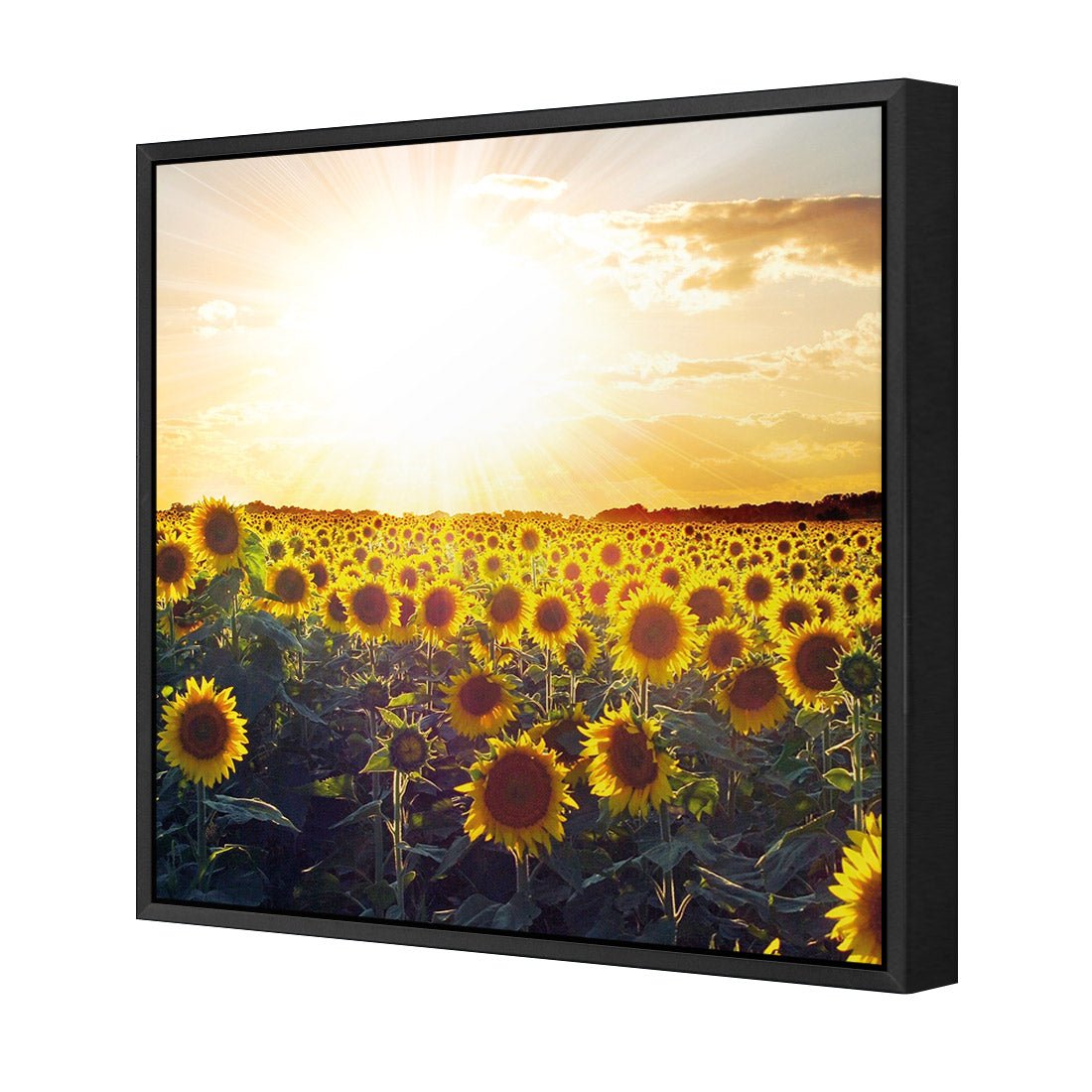 Sunflowers at Sunset (square) - Wall Art Designs - 1223_AS_Q WAD_CP - MPY - 260 - M - S - S_37x37_S - 1550 - BLK