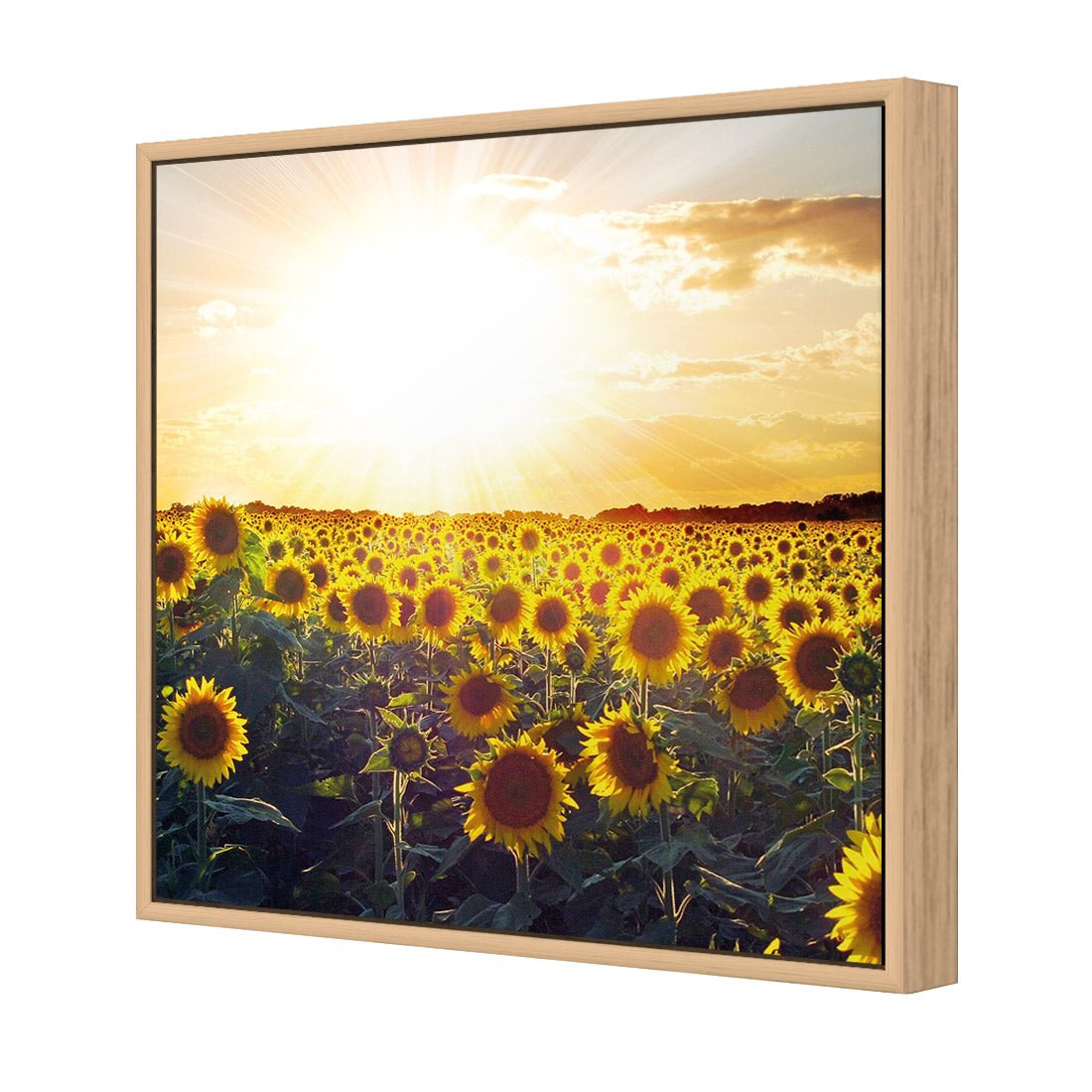 Sunflowers at Sunset (square) - Wall Art Designs - 1223_AS_Q WAD_CP - MPY - 260 - M - S - S_37x37_S - 1550 - OAK