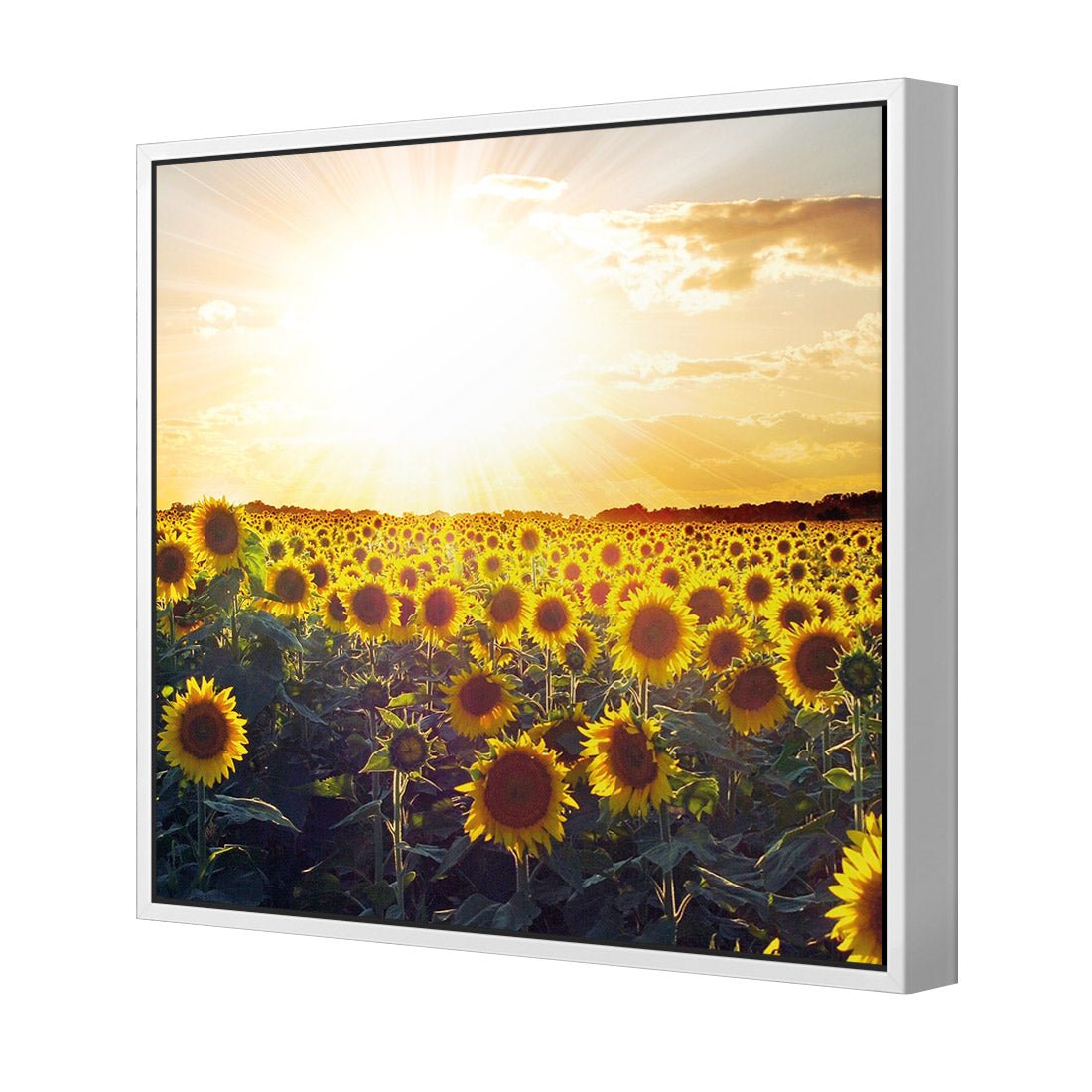 Sunflowers at Sunset (square) - Wall Art Designs - 1223_AS_Q WAD_CP - MPY - 260 - M - S - S_37x37_S - 1550 - WHT