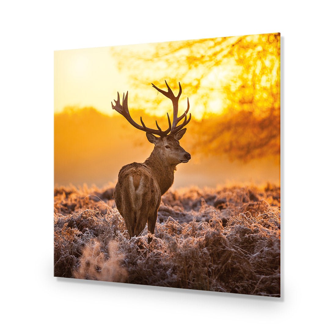 Sunset Deer Returns (square) - Wall Art Designs - 2224_AS_Q WAD_CP - MPY - 260 - M - S - S_37x37_NONE