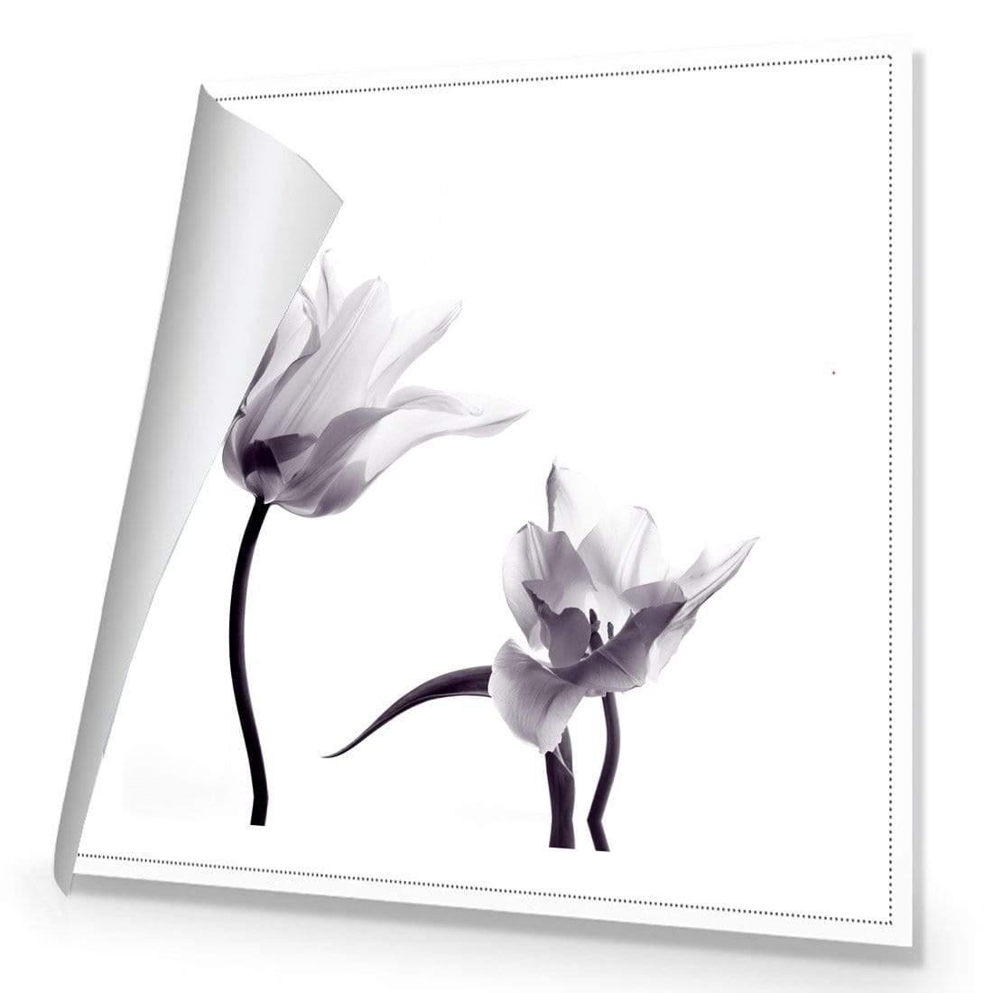 Tulip Transparency 2 - Wall Art Designs - 3116_AS_Q WAD_CP - MPY - 260 - M - S - S_37x37_NONE