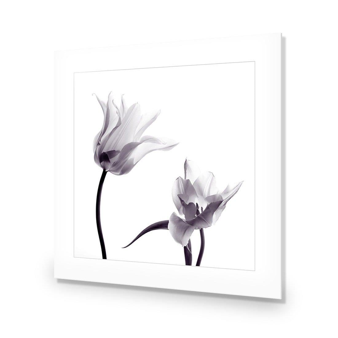 Tulip Transparency 2 - Wall Art Designs - 3116_AS_Q WAD_CP - MPY - 260 - M - S - S_37x37_NONE