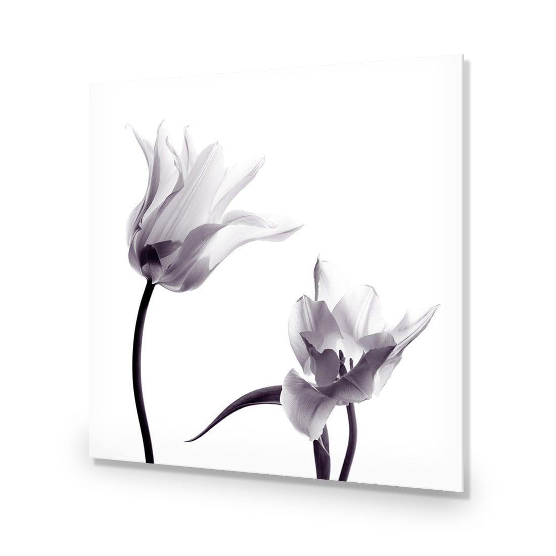 Tulip Transparency 2 - Wall Art Designs - 3116_AS_Q WAD_CP - MPY - 260 - M - S - S_37x37_NONE