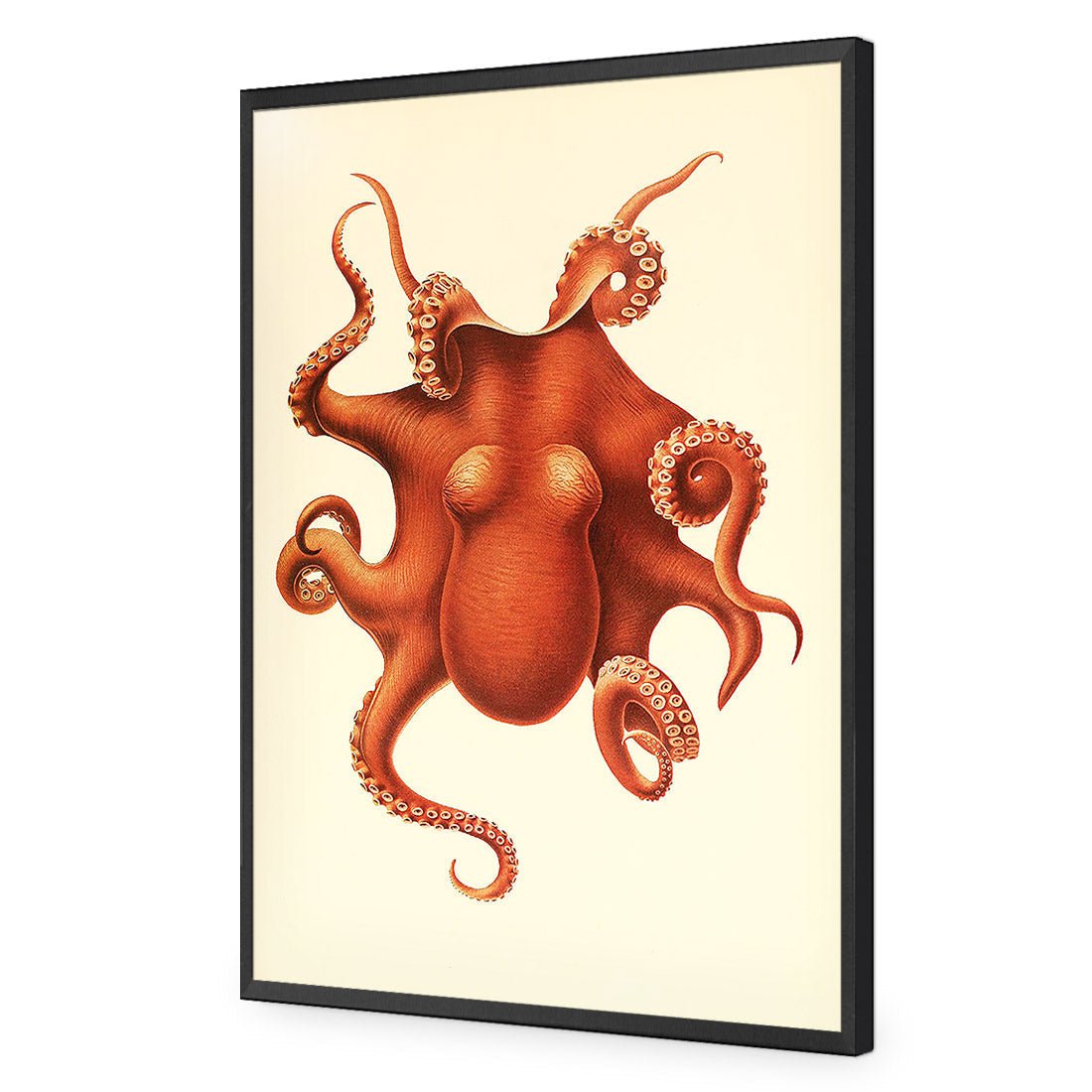 Vintage Octopus - Wall Art Designs - 1831_AR_V WAD_AP - 030 - EDG_45x30_S - 2538 - BLK