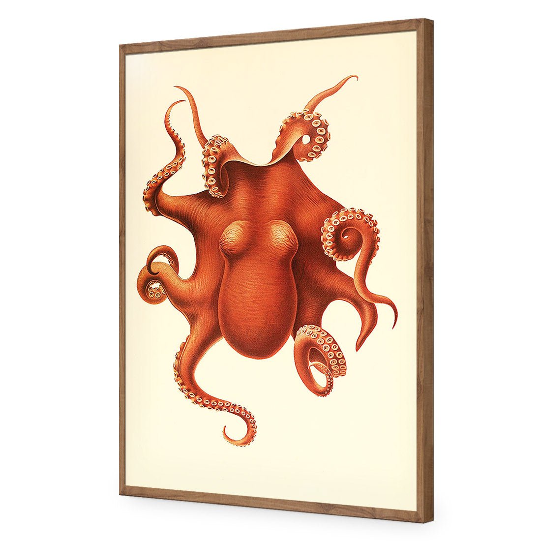 Vintage Octopus - Wall Art Designs - 1831_AR_V WAD_AP - 030 - EDG_45x30_S - 2538 - NAT