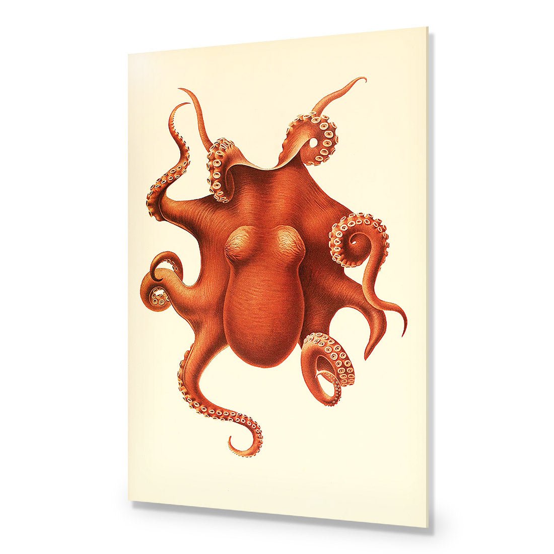 Vintage Octopus - Wall Art Designs - 1831_AR_V WAD_AP - 030 - EDG_45x30_NONE