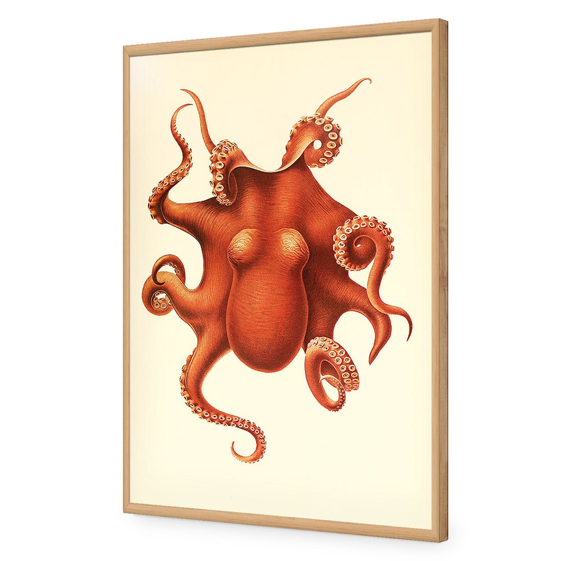 Vintage Octopus - Wall Art Designs - 1831_AR_V WAD_AP - 030 - EDG_45x30_S - 2538 - OAK