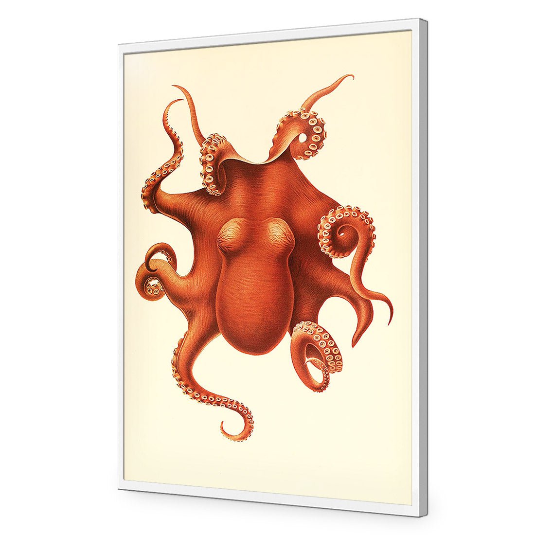 Vintage Octopus - Wall Art Designs - 1831_AR_V WAD_AP - 030 - EDG_45x30_S - 2538 - WHT