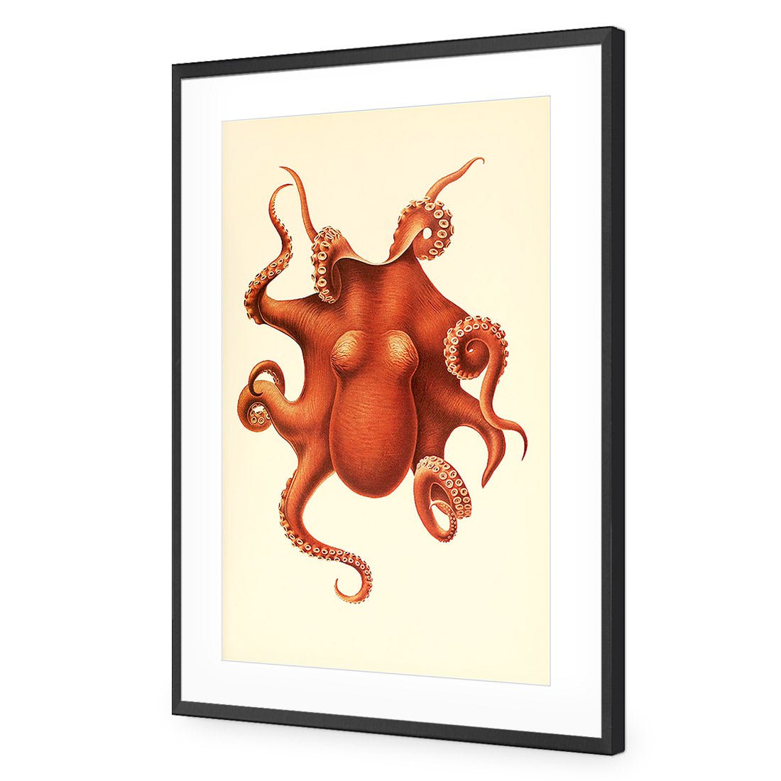 Vintage Octopus - Wall Art Designs - 1831_AR_V WAD_AP - 030 - MAT_45x30_S - 2538 - BLK