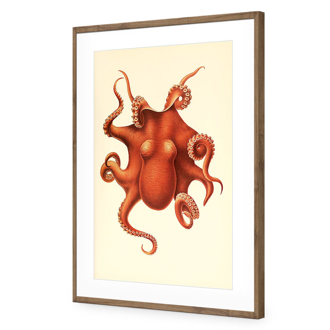 Vintage Octopus - Wall Art Designs - 1831_AR_V WAD_AP - 030 - MAT_45x30_S - 2538 - NAT