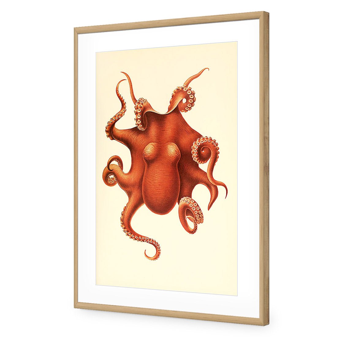 Vintage Octopus - Wall Art Designs - 1831_AR_V WAD_AP - 030 - MAT_45x30_S - 2538 - OAK