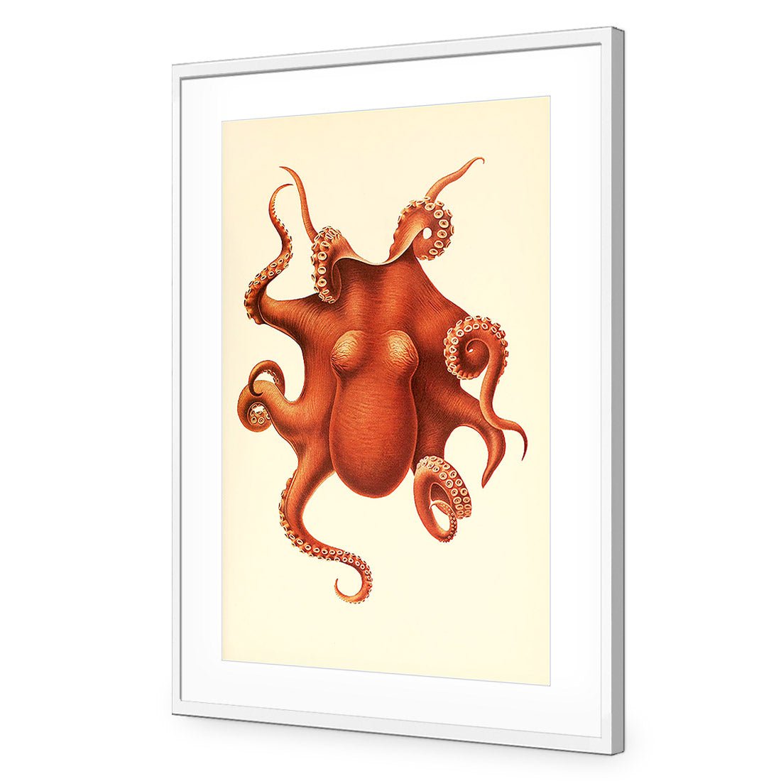 Vintage Octopus - Wall Art Designs - 1831_AR_V WAD_AP - 030 - MAT_45x30_S - 2538 - WHT