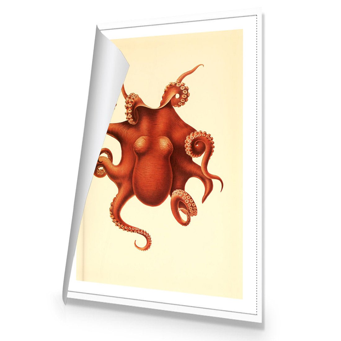 Vintage Octopus - Wall Art Designs - 1831_AR_V WAD_CP - MPY - 260 - M - R_45x30_NONE