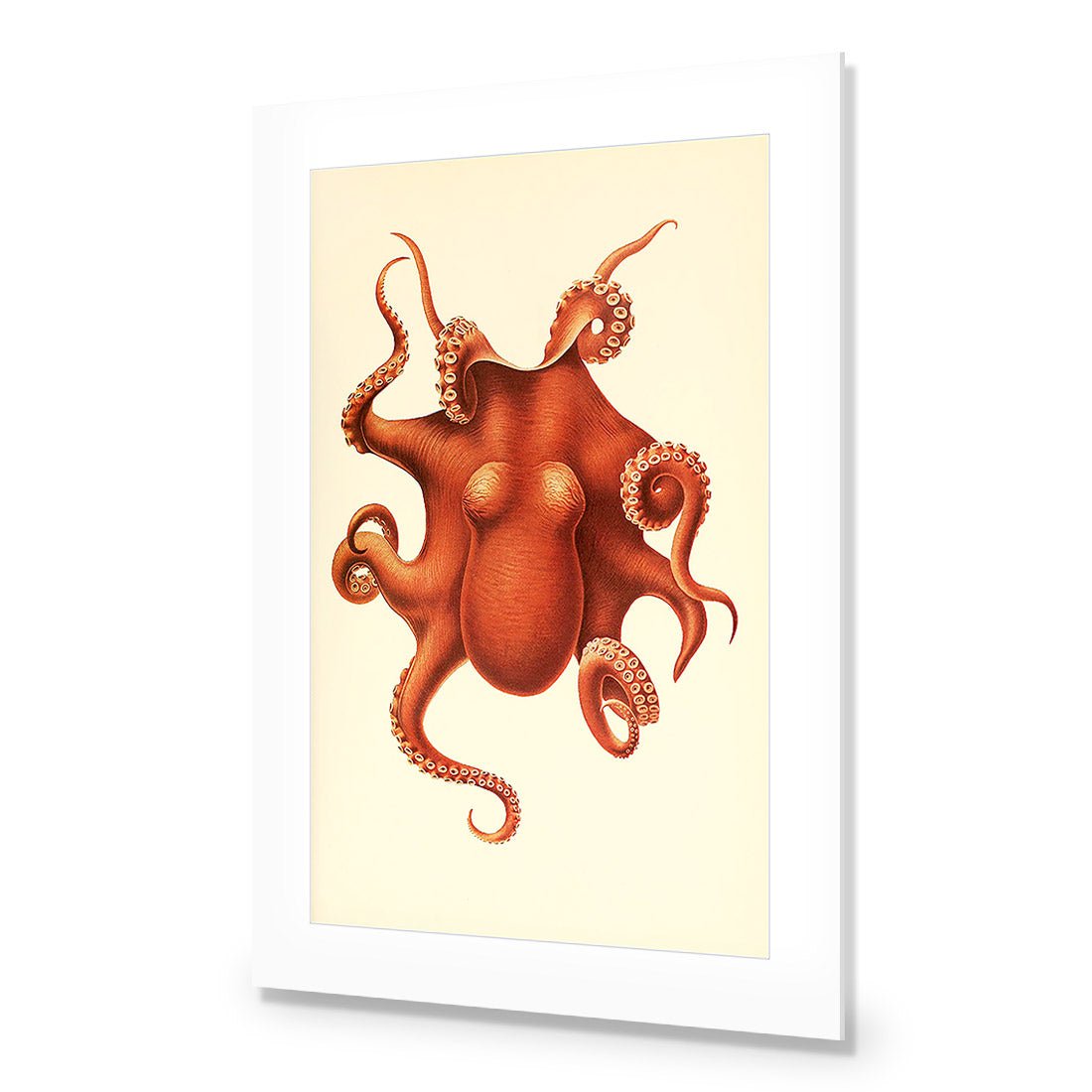 Vintage Octopus - Wall Art Designs - 1831_AR_V WAD_CP - MPY - 260 - M - R_45x30_NONE