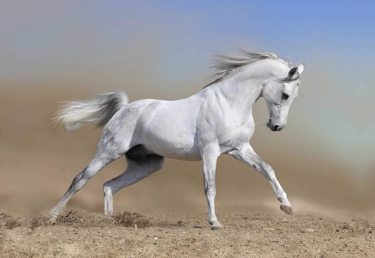 White Arabian Horse - Wall Art Designs - 470_AR_H WAD_CP - MPY - 260 - M - S - S_45x30_NONE