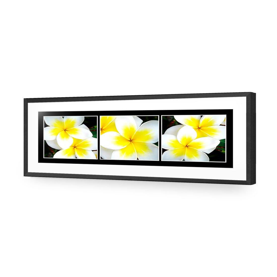 White Frangipani Montage - Wall Art Designs - 823_AL_H WAD_AP - 030 - MAT_90x30_S - 2538 - BLK