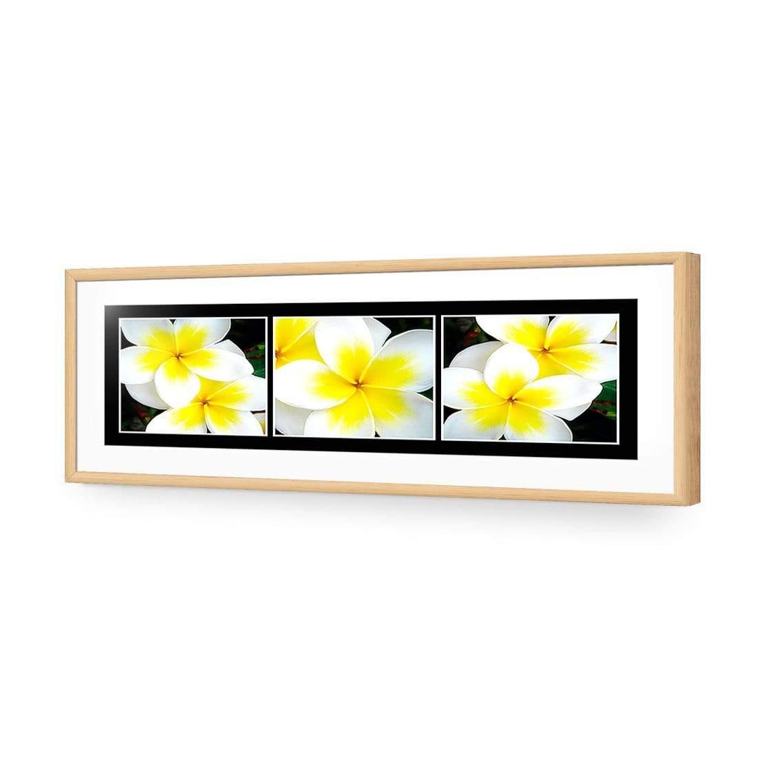 White Frangipani Montage - Wall Art Designs - 823_AL_H WAD_AP - 030 - MAT_90x30_S - 2538 - OAK