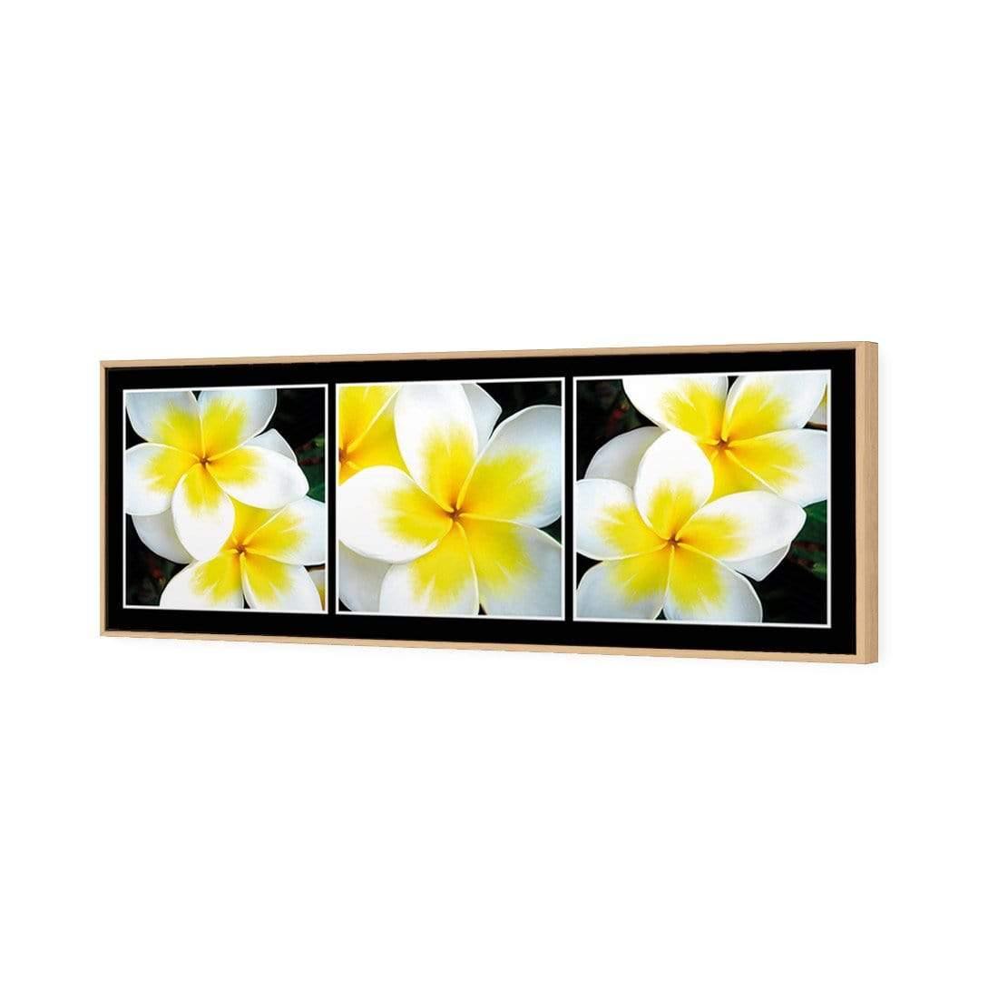 White Frangipani Montage - Wall Art Designs - 823_AL_H WAD_CP - MPY - 260 - B000000 - S - S_60x20_S - 1550 - OAK