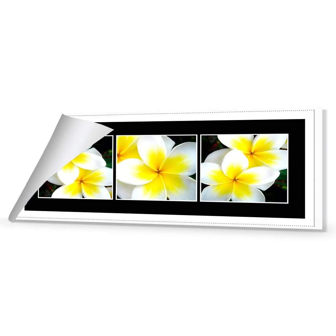 White Frangipani Montage - Wall Art Designs - 823_AL_H WAD_CP - MPY - 260 - B000000 - R_60x20_NONE