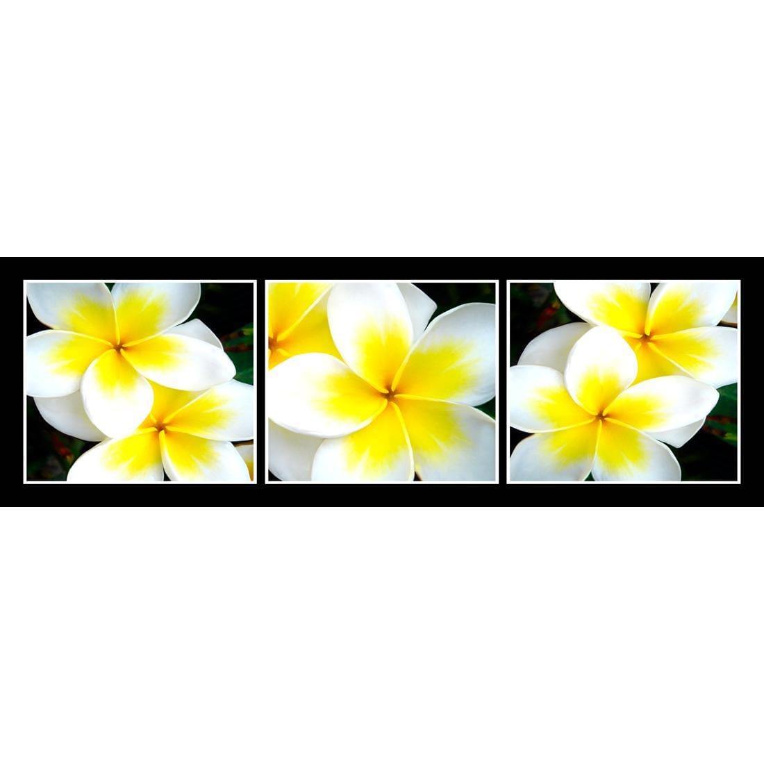 White Frangipani Montage - Wall Art Designs - 823_AL_H WAD_CP - MPY - 260 - B000000 - S - S_60x20_NONE