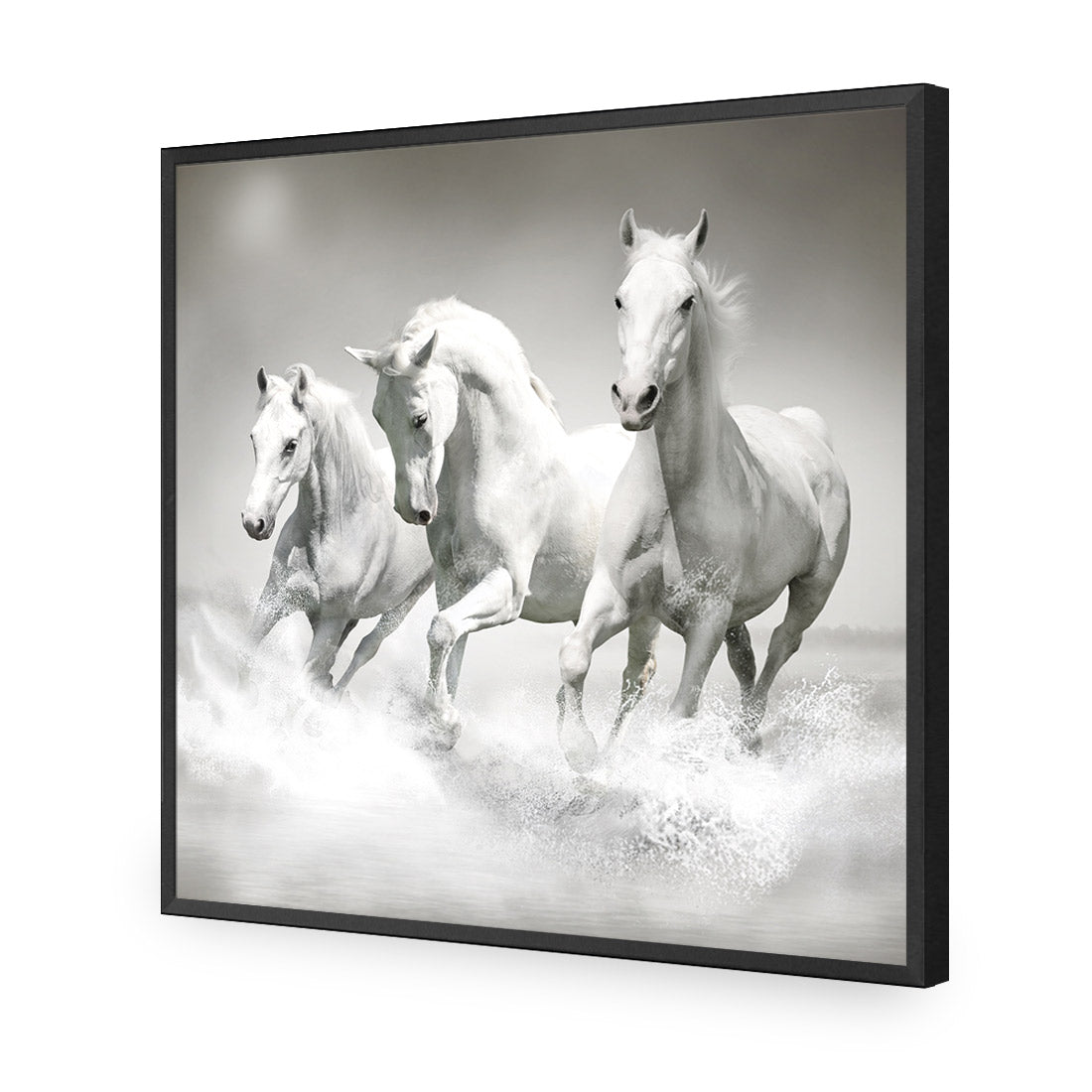 White Horse Beauty, Black and White (square) - Wall Art Designs - 1696_BS_Q WAD_AP - 030 - EDG_37x37_S - 2538 - BLK